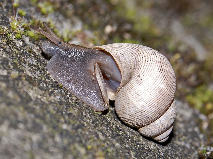 Морские брюхоногие моллюски