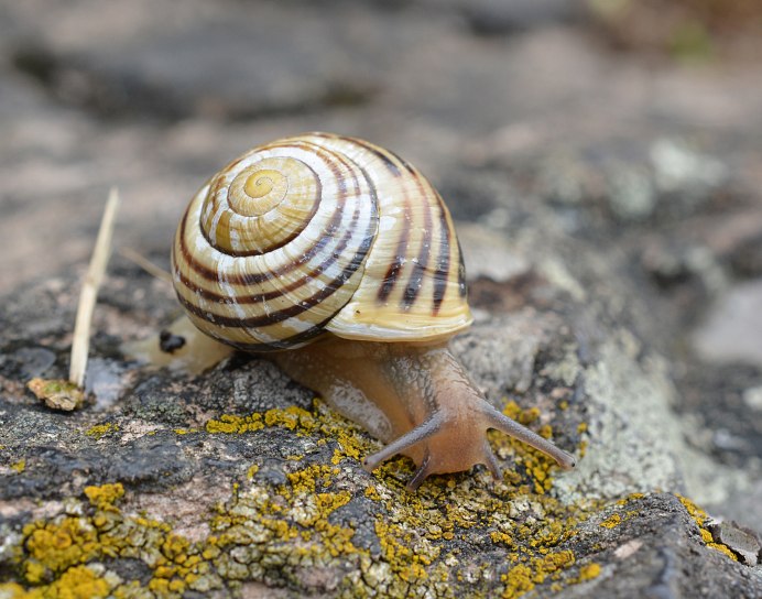 Улитка Садовая Cepaea Hortensis