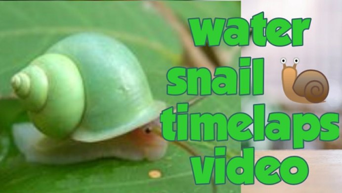 Улитка escargot