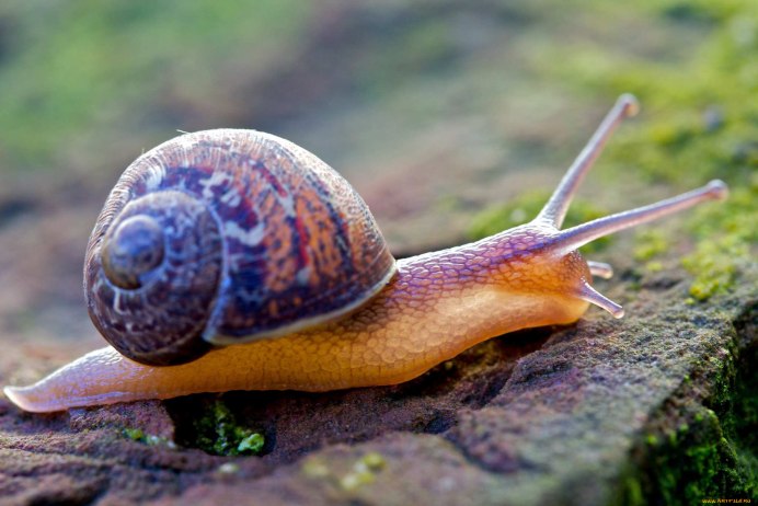 Улитка Helix pomatia