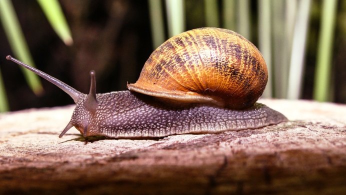 Морские брюхоногие моллюски