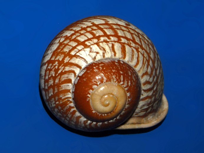 Моллюски улитки слизни