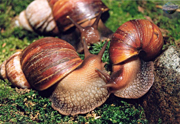 Брюхоногие моллюски