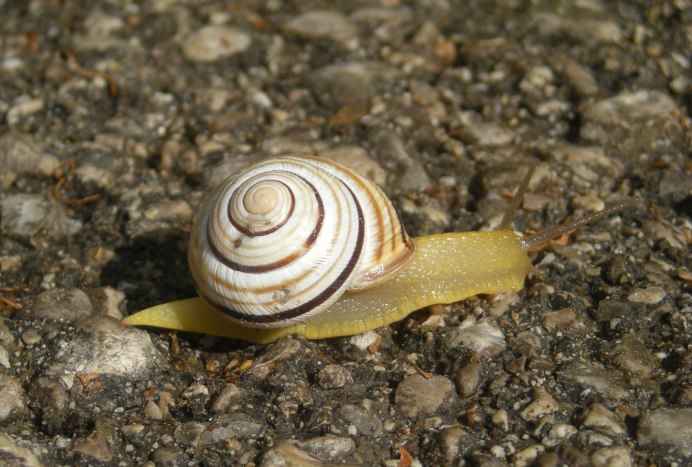 Achatina Fulica