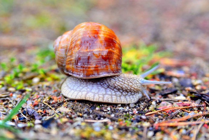 Брюхоногие моллюски (улитки)