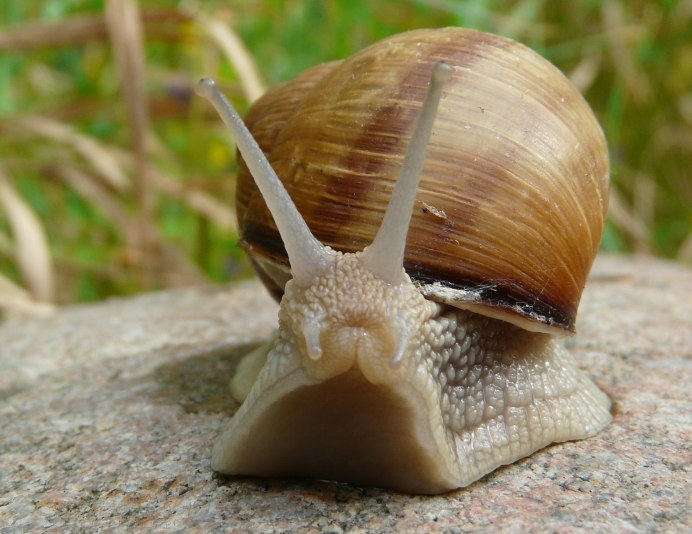 Брюхоногий австралийский трубач