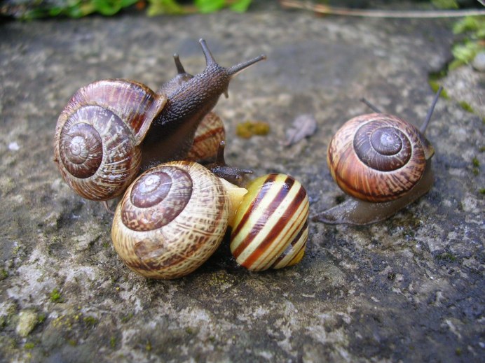 Большая Виноградная улитка мультфильм