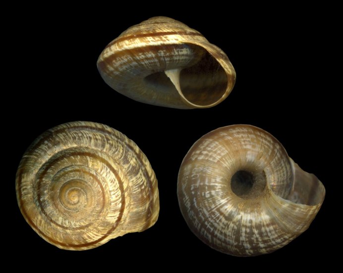 Брюхоногие Сухопутные моллюски