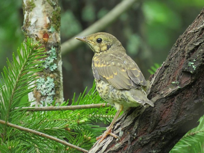 Кедровка в тайге
