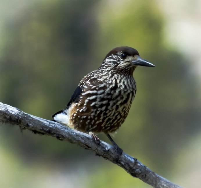 Глухарь тетерев рябчик