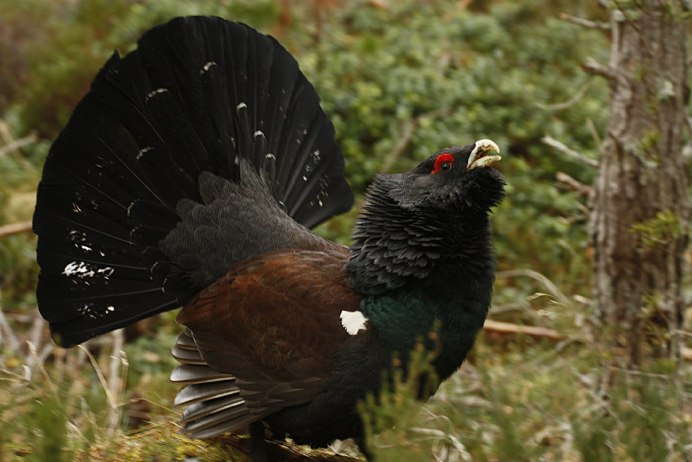 Баргузинский заповедник Глухарь