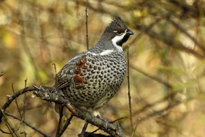 Рябчик Tetrastes bonasia