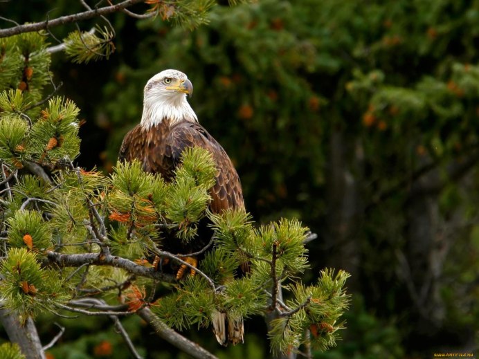 Птицы тайги Глухарь
