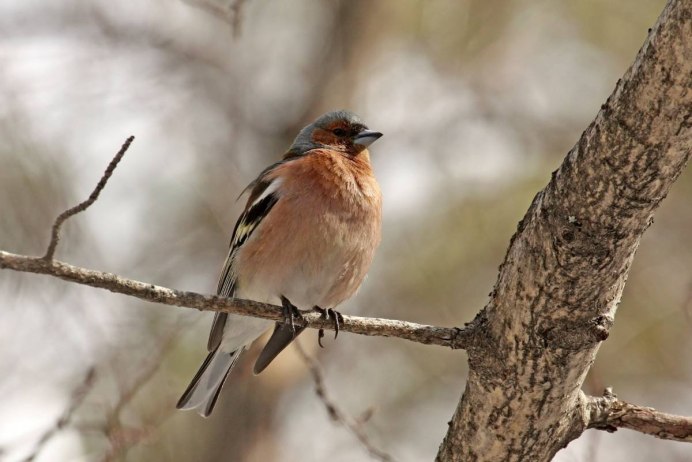 Животные тайги Глухарь