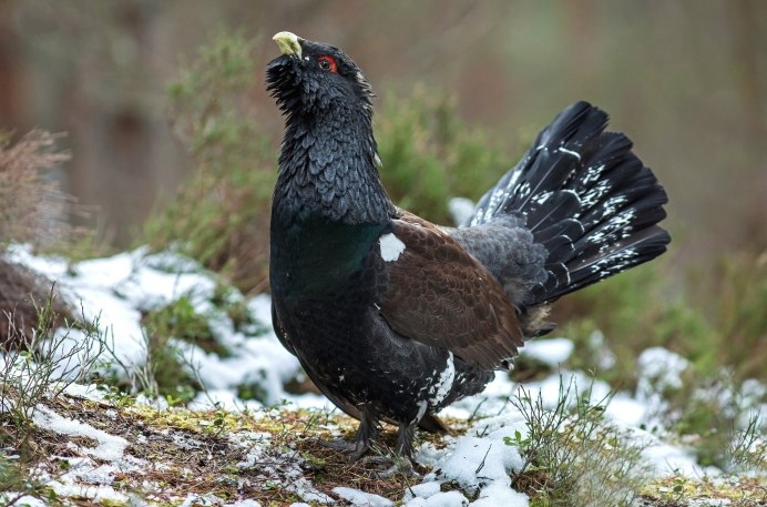 Таежные птицы