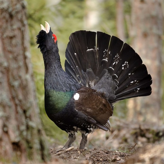 Глухарь (Tetrao urogallus)