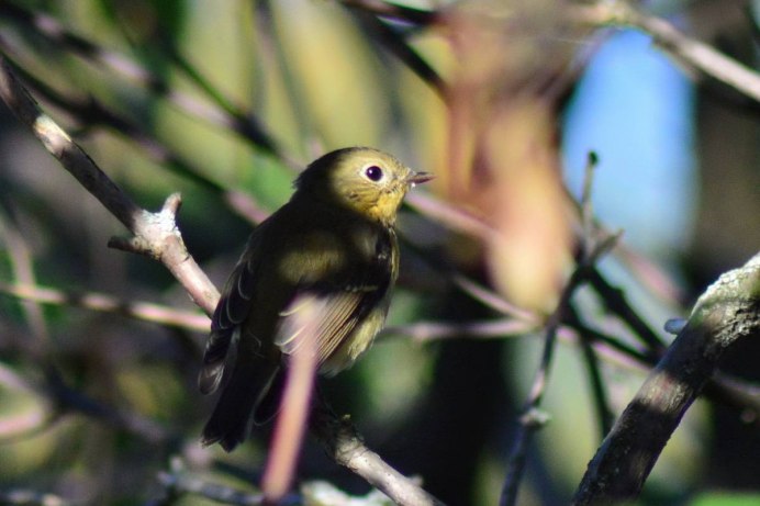 Красивые Сибирские птицы