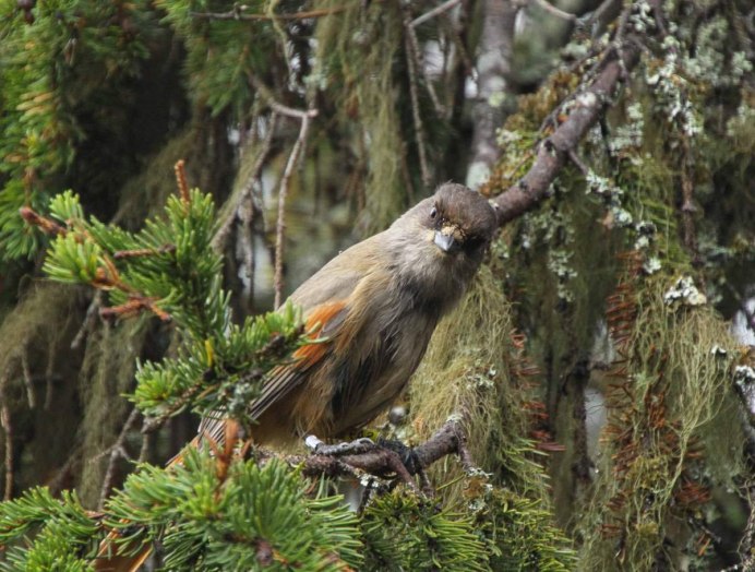 Таёжный Зяблик