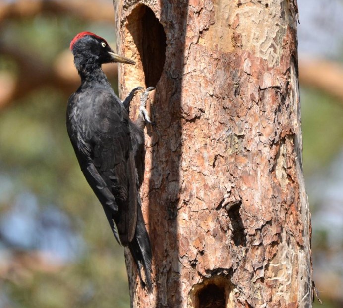 Птицы тайги Кедровка