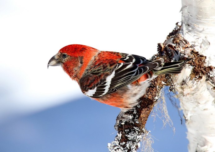 Кукша птица гнездо