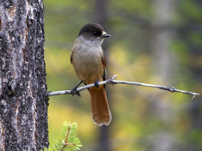 Кедровка в тундре