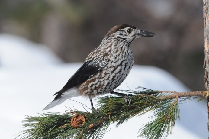 Дербник (Falco columbarius)