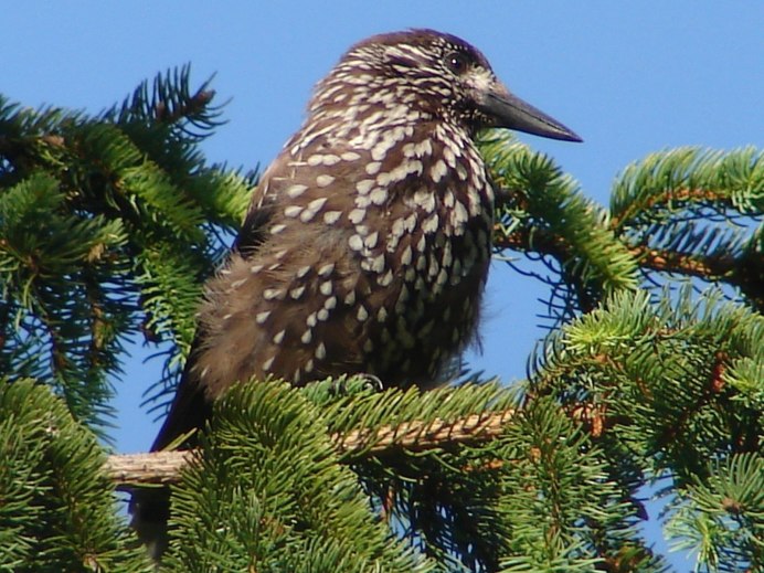 Птицы тайги