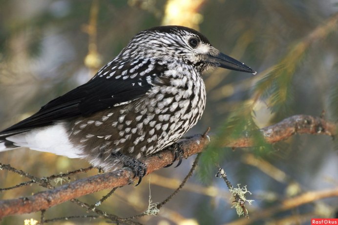 Кедровка Ореховка