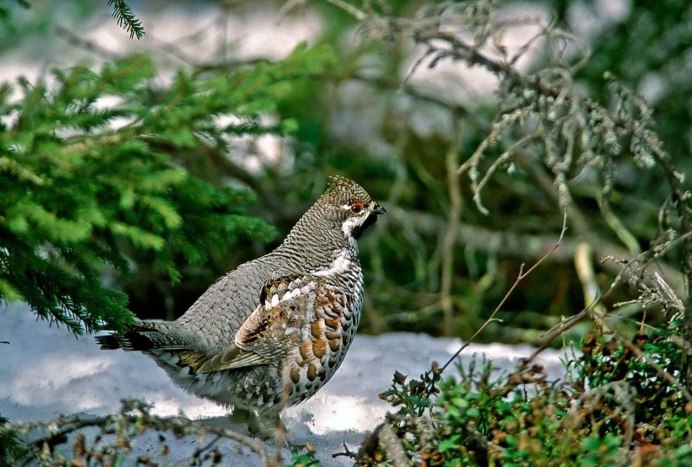 Кедровка Nucifraga caryocatactes