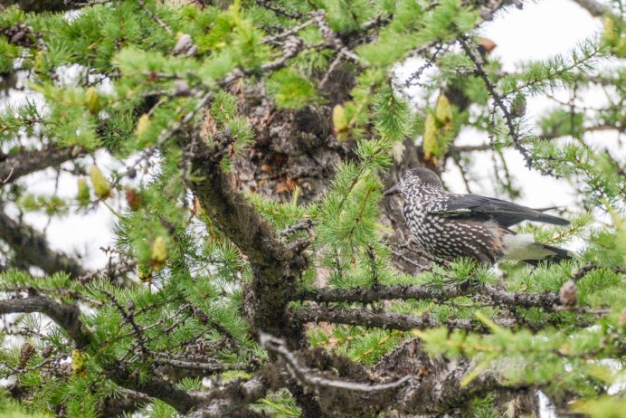 Кедровка обыкновенная