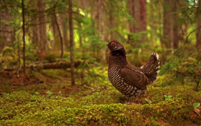 Птицы тайги дикуша