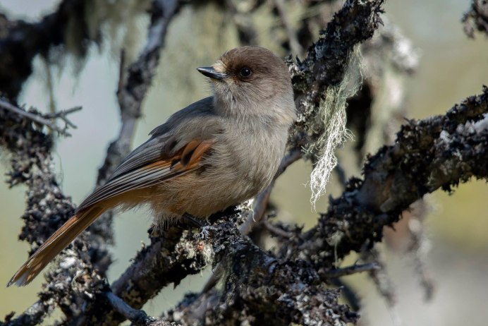 Пернатые тайги