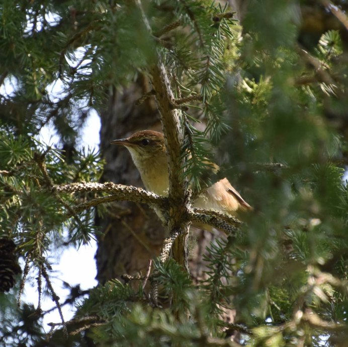 Обыкновенный Глухарь