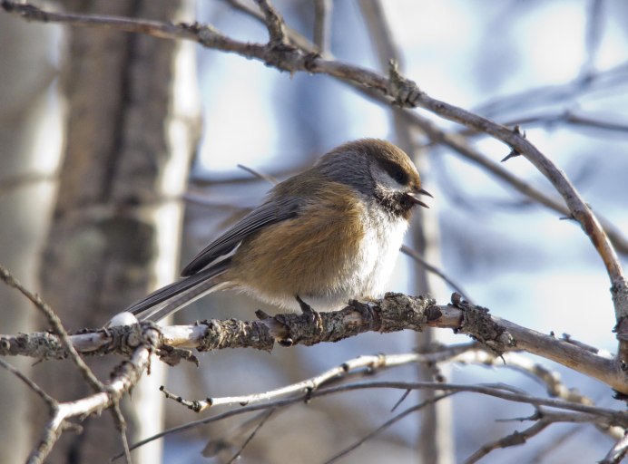 Тетерев Сибирский