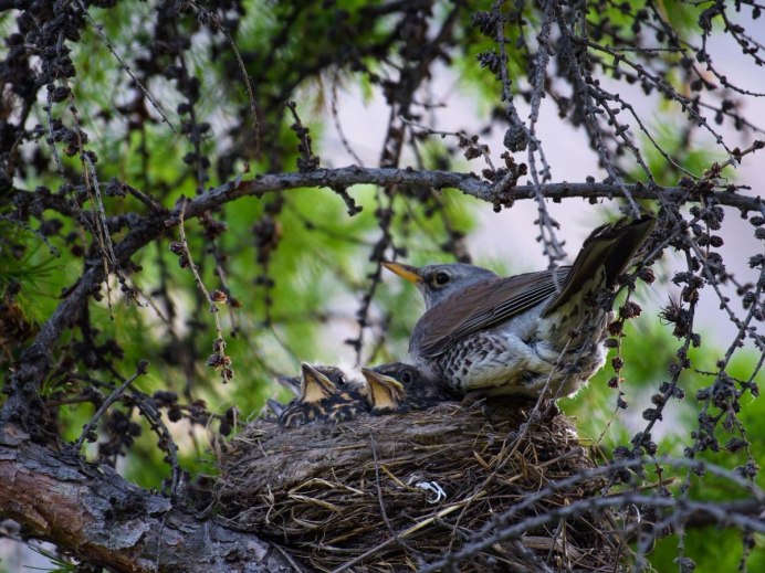 Сибирский Соловей красношейка