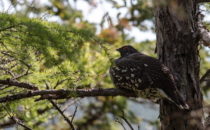 Рябчик Tetrastes bonasia