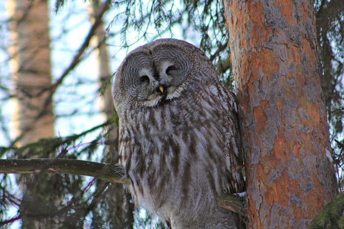 Таежный рябчик