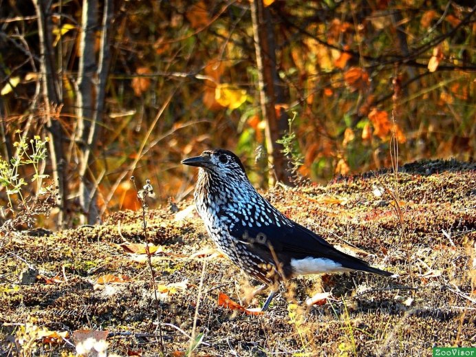 Рябая Кедровка