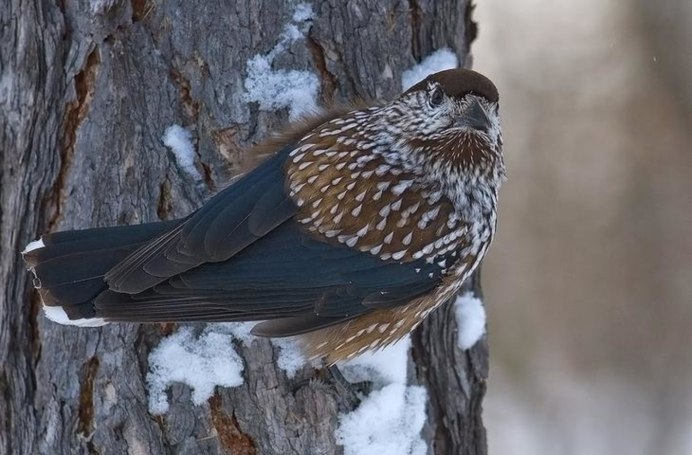 Глухарь Сибирский