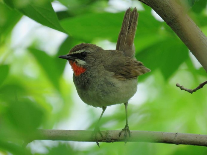 Дербник (Falco columbarius)