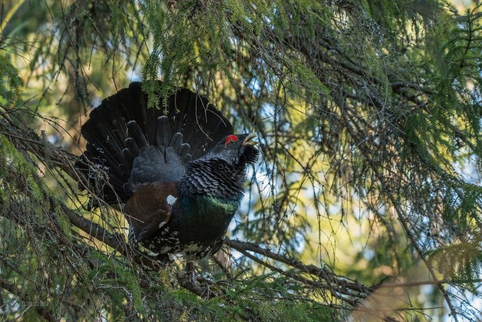 Рябчик обыкновенный