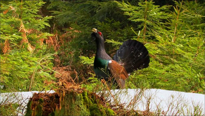 Отряд куриные рябчик