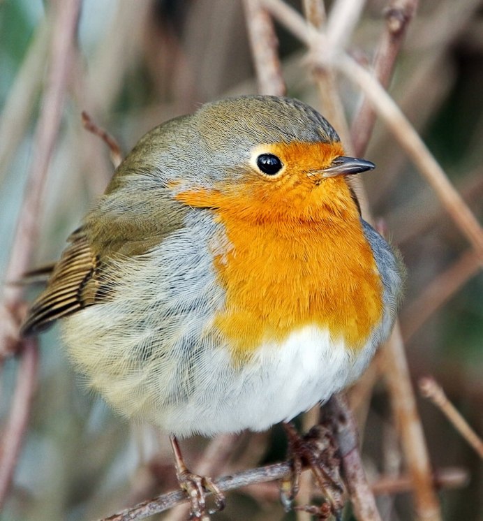 Местообитание зарянки