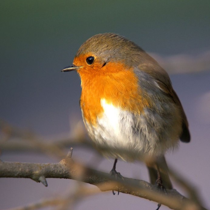 Воробьинообразные птицы Молдовы