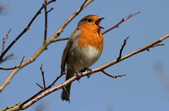 Крымская Зарянка