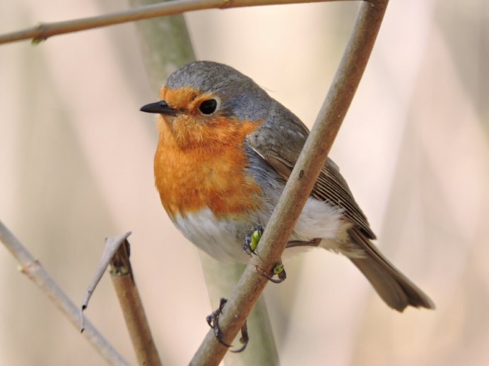 Красногрудый Соловей