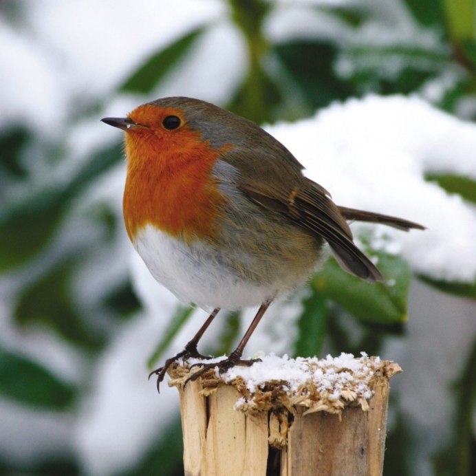Серебрица птица