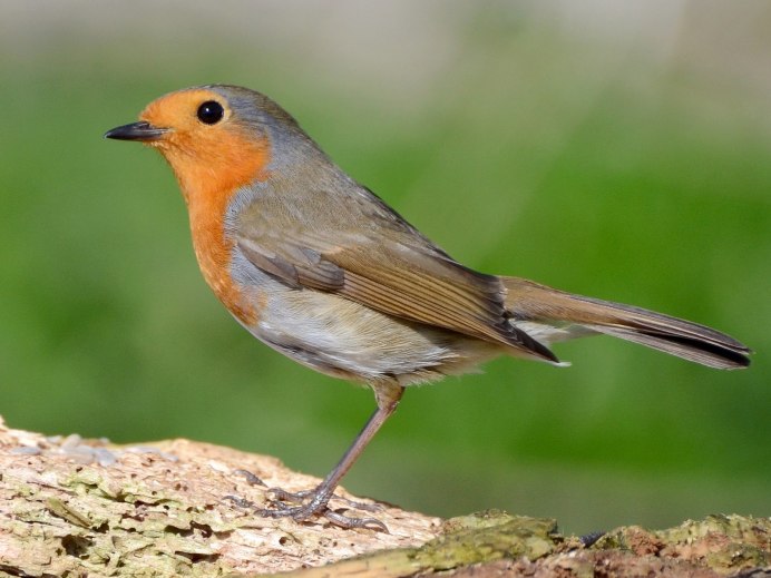 Зарянка самец и самка