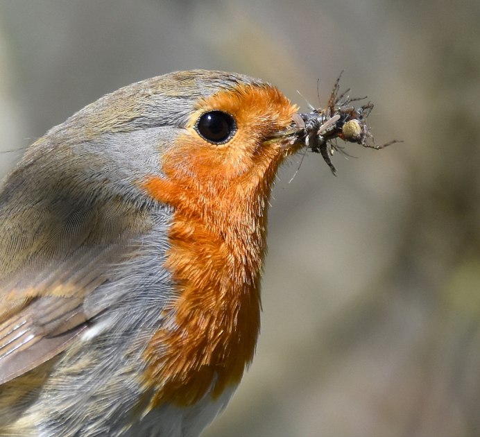 Японская Зарянка