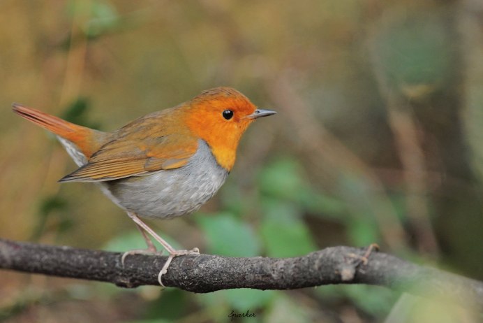 Японская Зарянка